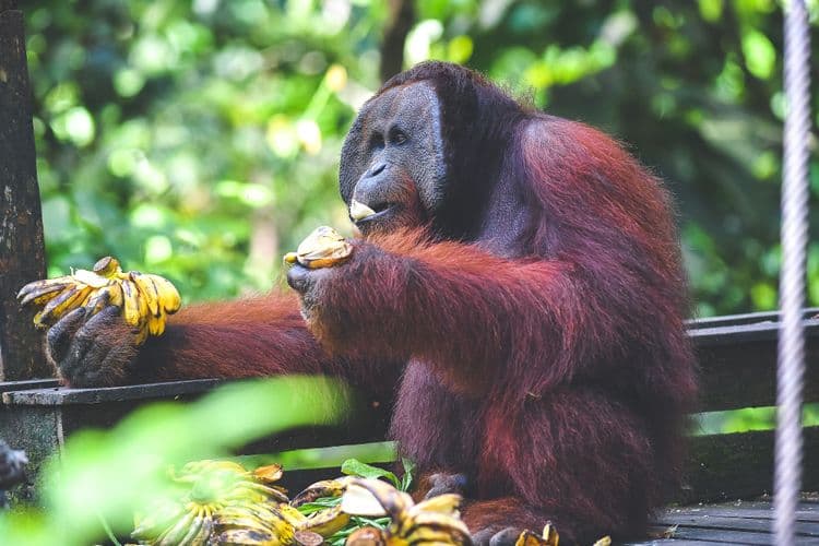 Orang Utan y Mono probóscide