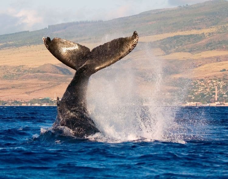 Whale Watching Adventure
