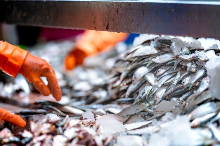 Historia y degustación de mariscos de Port Lincoln
