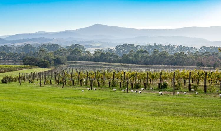 Yarra Valley Comida y vino