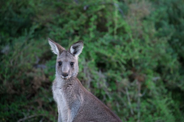 Vida silvestre australiana y vinos del valle de Yarra con almuerzo (tour y traslado al aeropuerto)