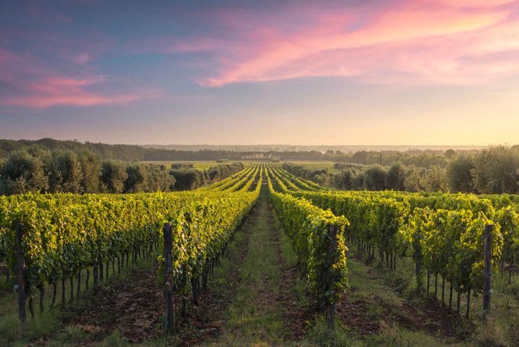 Vins et charme de Bolgheri