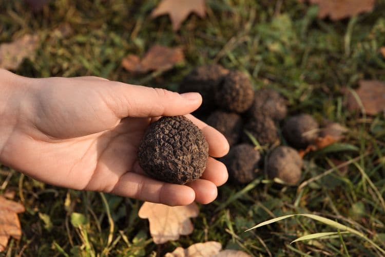 Chasse à la truffe en Toscane
