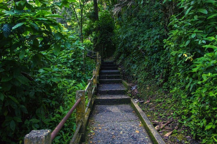 El Yunque Rainforest Discovery Walk on a Paved Path