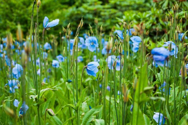 Jardín Inverewe