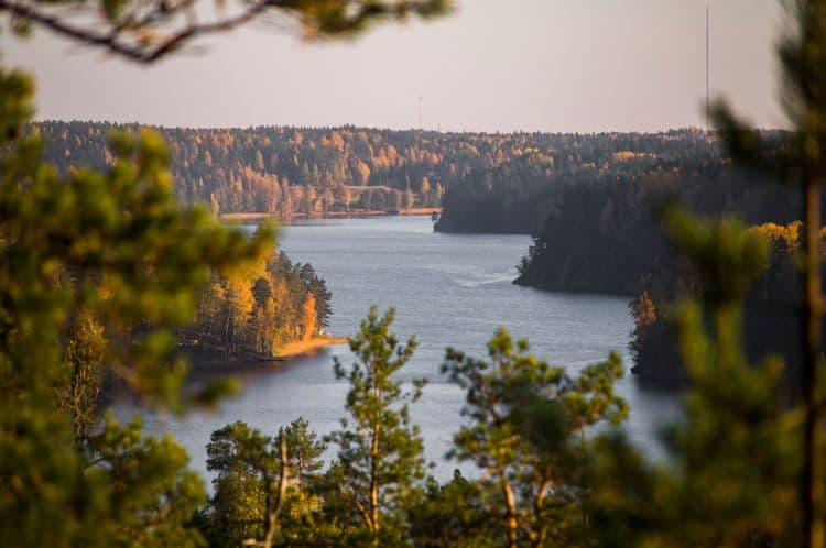 Trek por la naturaleza en el bosque finlandés de forrajeo