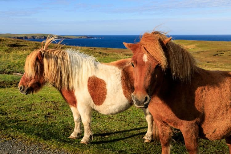 La experiencia del pony de las Shetland