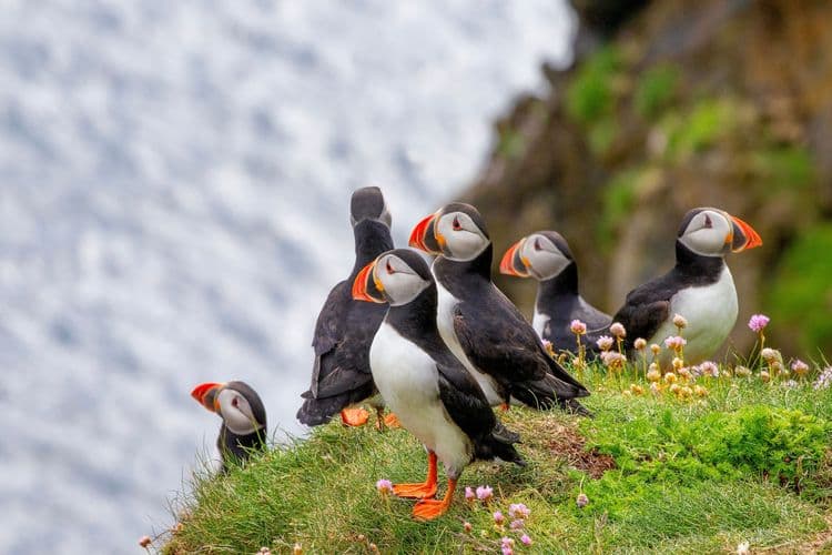 Aaves marinas y focas de las Shetland en barco