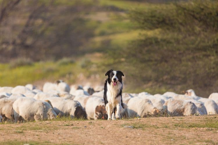 Crofting Shetland — Juicios de perros pastor y ponis Shetland