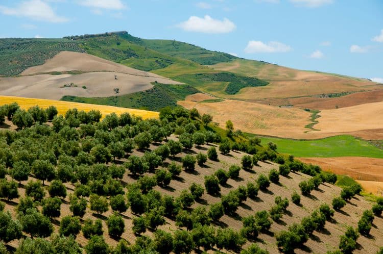 Le patrimoine oléicole de Malaga : visite du domaine de l'huile d'olive avec dégustation et brunch