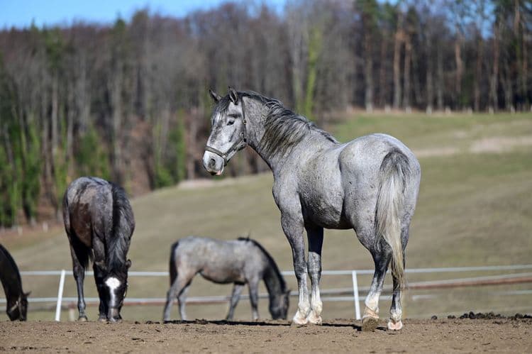 Lipizzaners Horses Farm & Show