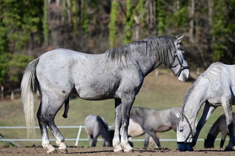 Lipizzaners Horses Farm & Training