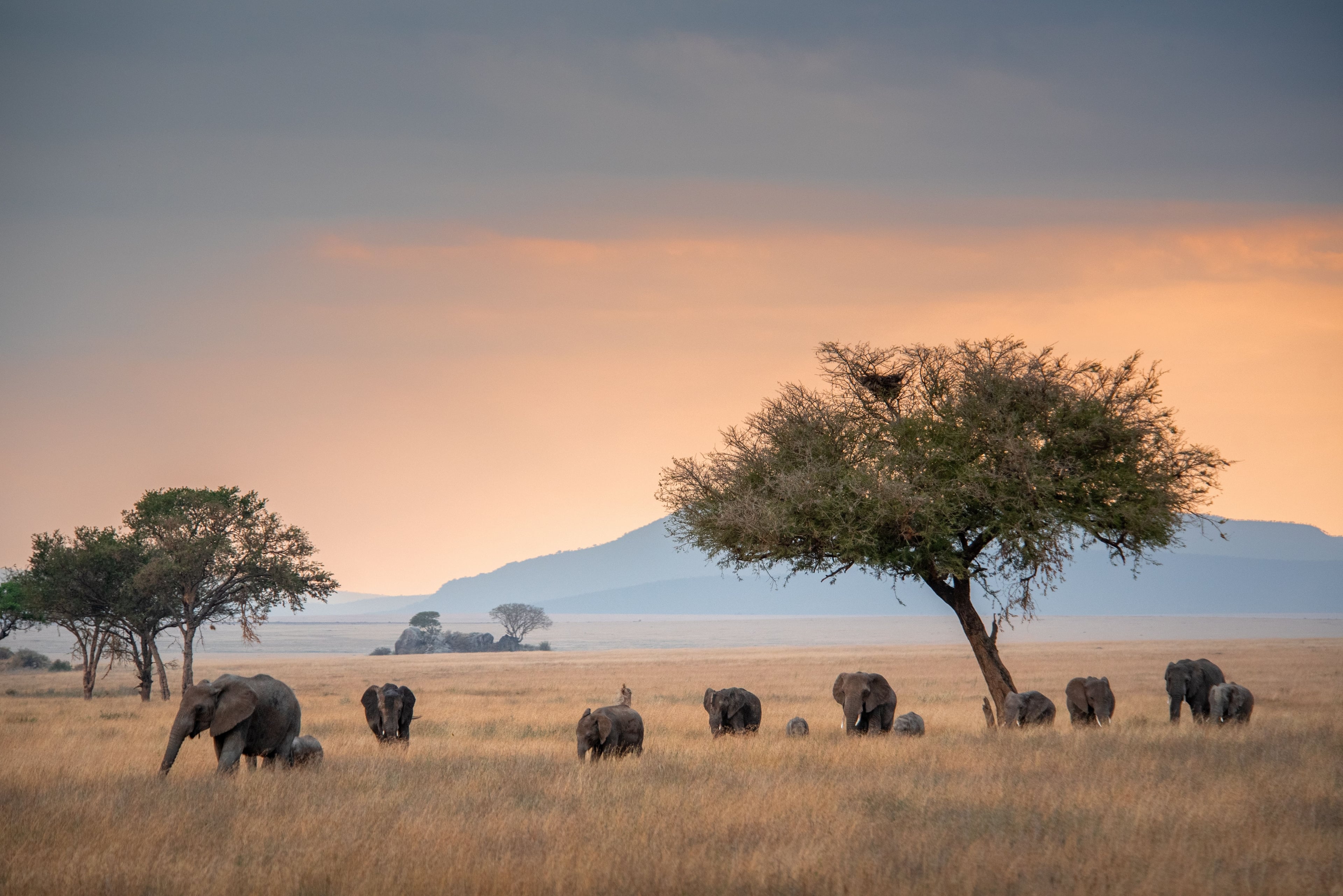 Book cruises to Africa Online And Save