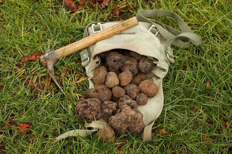 Caza de trufas en Meteora Mágica