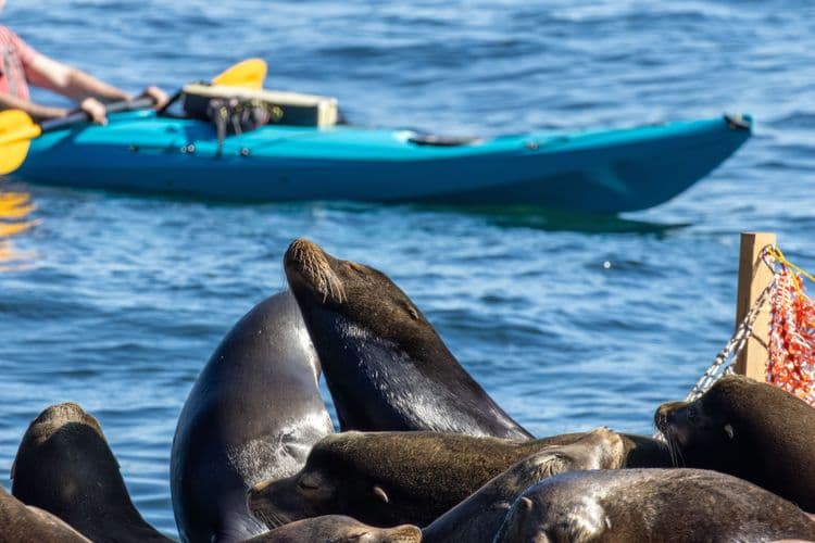 Kayak con leones marinos