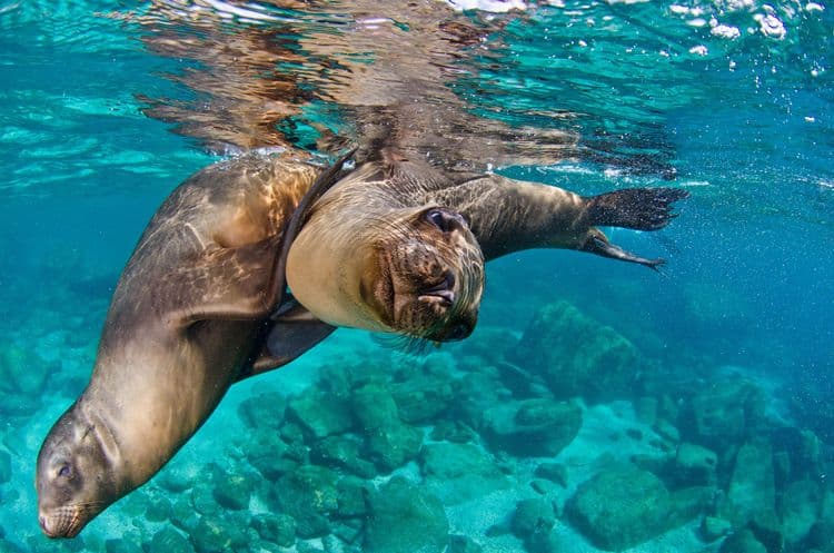 Snorkel con leones marinos